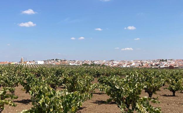 La vendimia arranca con un plan de protección frente al Covid-19