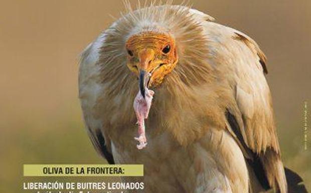 AMUS se suma al Día Internacional del Buitre con dos liberaciones, una en Oliva de la Frontera y otra en Valencia del Mombuey