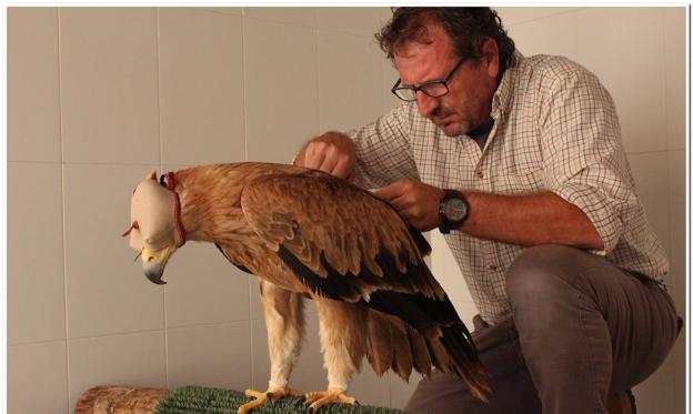 AMUS liberará a un Águila imperial recuperado en dicho hospital tras sufrir una electrocución