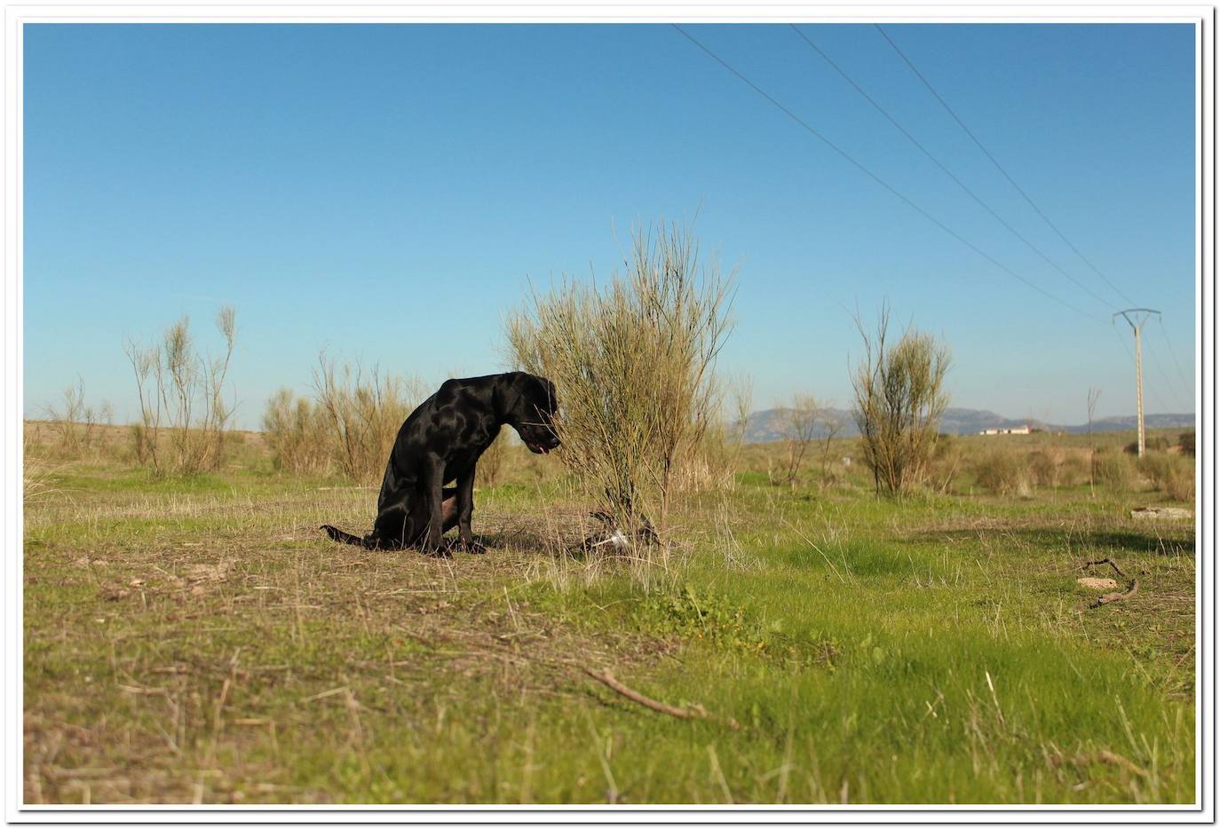 Amus inmerso en el proyecto para el rastreo de aves electrocutadas a través de perros