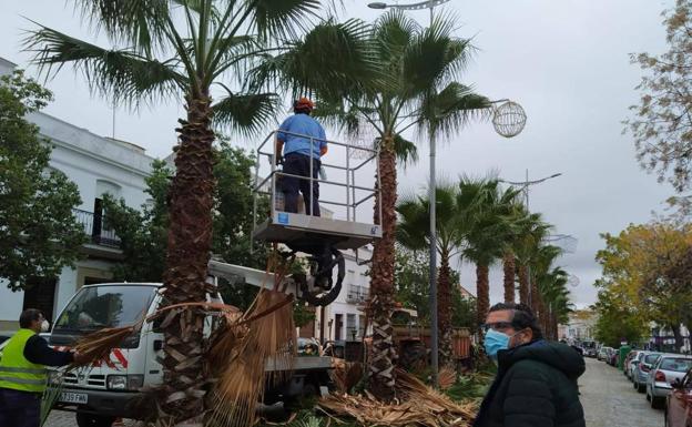 Los trabajadores del Ayuntamiento limpian las palmeras de la Carrera Grande