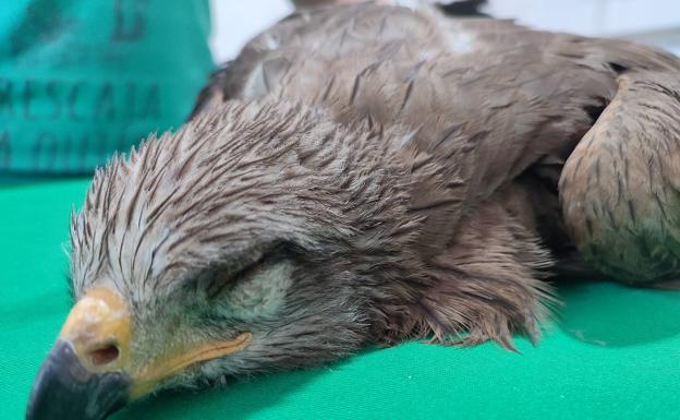 Un Milano negro volverá a volar gracias a un injerto de hueso de otra rapaz realizado en AMUS