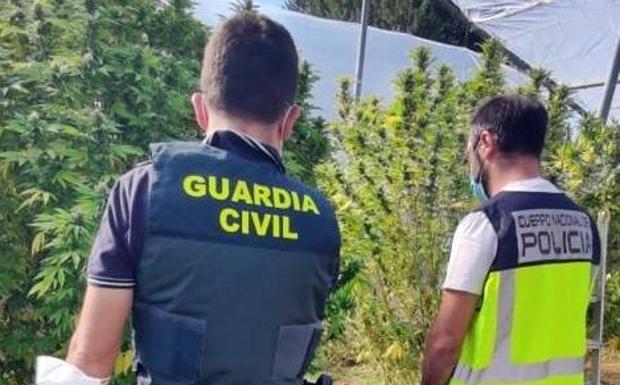 Detenida una persona de Villafranca por poseer en su parcela de San Isidro 12.600 gramos de cogollos de marihuana