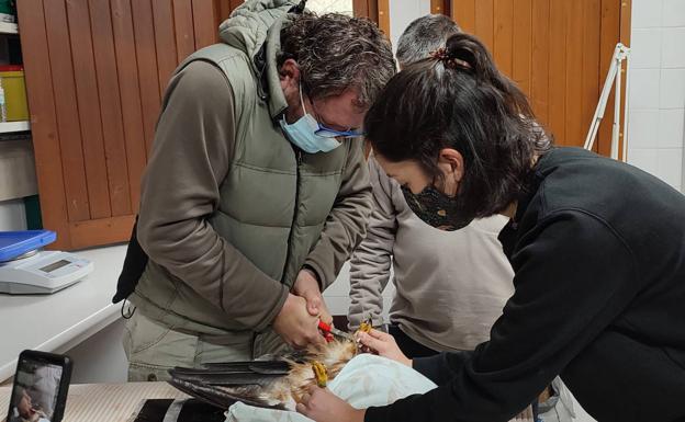 AMUS presenta el estado del proyecto LIFE Eurokite en el P.N. Sierra de Aracena y Picos de Aroche