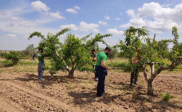 El Centro de Formación del Medio Rural de Villafranca acoge un curso de poda de frutal de hueso