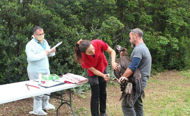 Diez Buitres negros recuperados en AMUS y Los Hornos viajan a Bulgaria