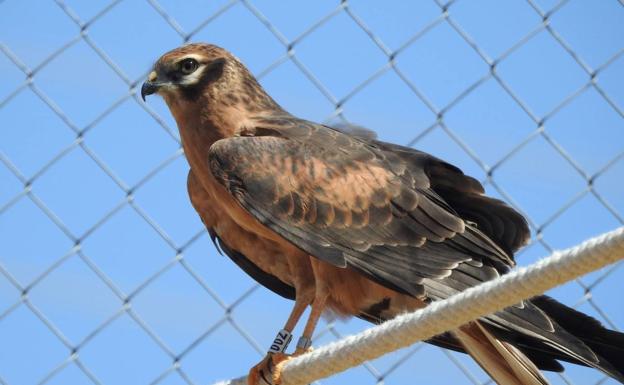 La alianza por una especie: el aguilucho cenizo