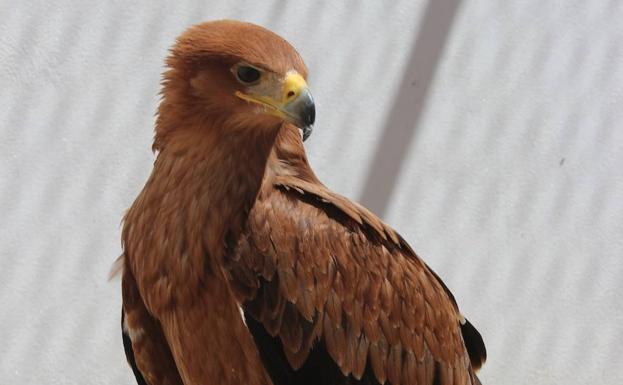 La Consejería para la Transición Ecológica y Sostenibilidad firma con AMUS un convenio para el desarrollo de un proyecto de traumatología en aves