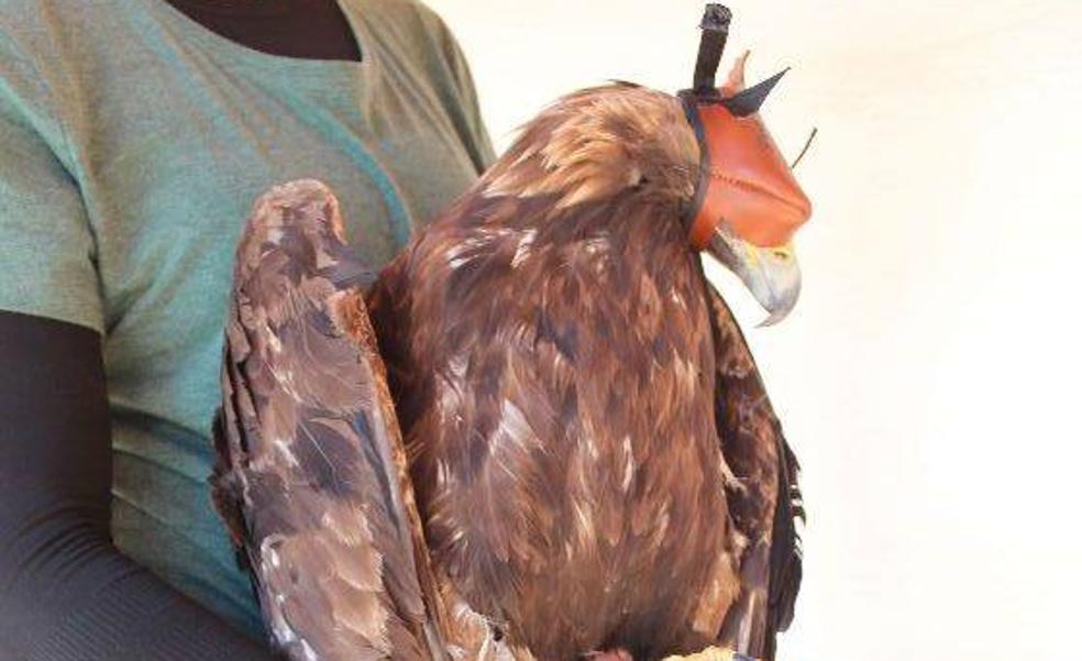 El SEPRONA de la Guardia Civil de Badajoz liberará un Águila real recuperada en AMUS