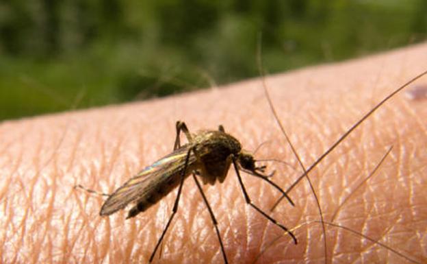 Valdivia y Entrerríos ya han fumigado contra los mosquitos