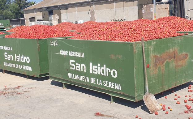 La cooperativa San Isidro recibirá cada día tres millones de kilos de tomate