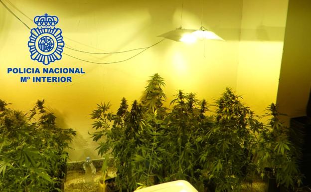 Dos detenidos tras desmantelar una plantación de marihuana en una vivienda en la calle Hernán Cortés