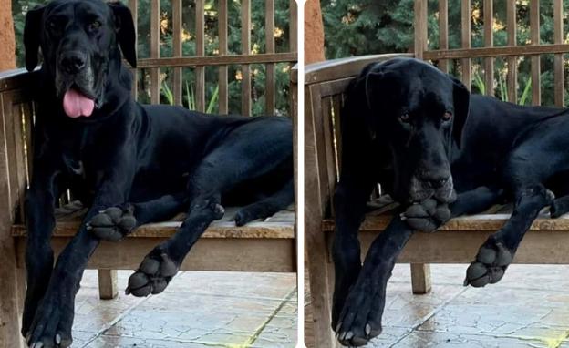 Los dueños de un perro desaparecido ofrecen 500 euros de recompensa a quien lo encuentre