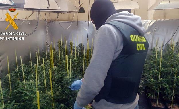 Guardia Civil de Villanueva desmantela una plantación con casi 300 plantas de marihuana en Guareña