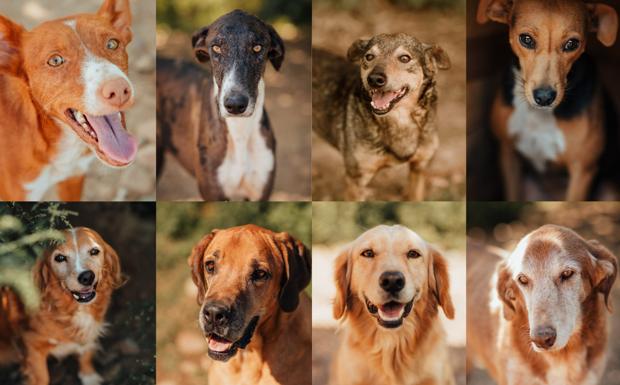ANIMA pone en marcha una campaña de apadrinamiento para medio centenar de perros