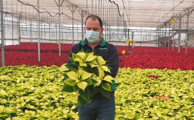 «La campaña para primavera arranca tras sacar la poinsettia»