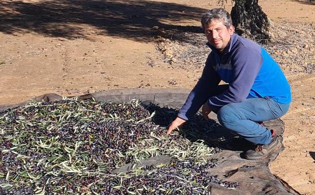 David Pecos: «El futuro del olivar pasa por hacer un manejo ecológico y sostenible del cultivo»