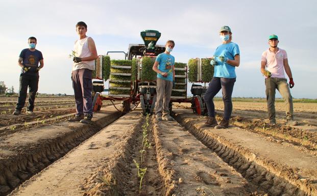 La falta de agua y los costes de producción preocupan al sector del tomate