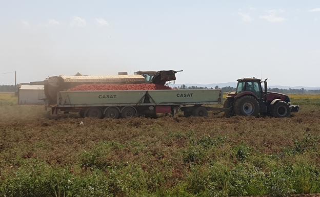 El control del transporte de tomates por carretera comenzará en las próximas semanas