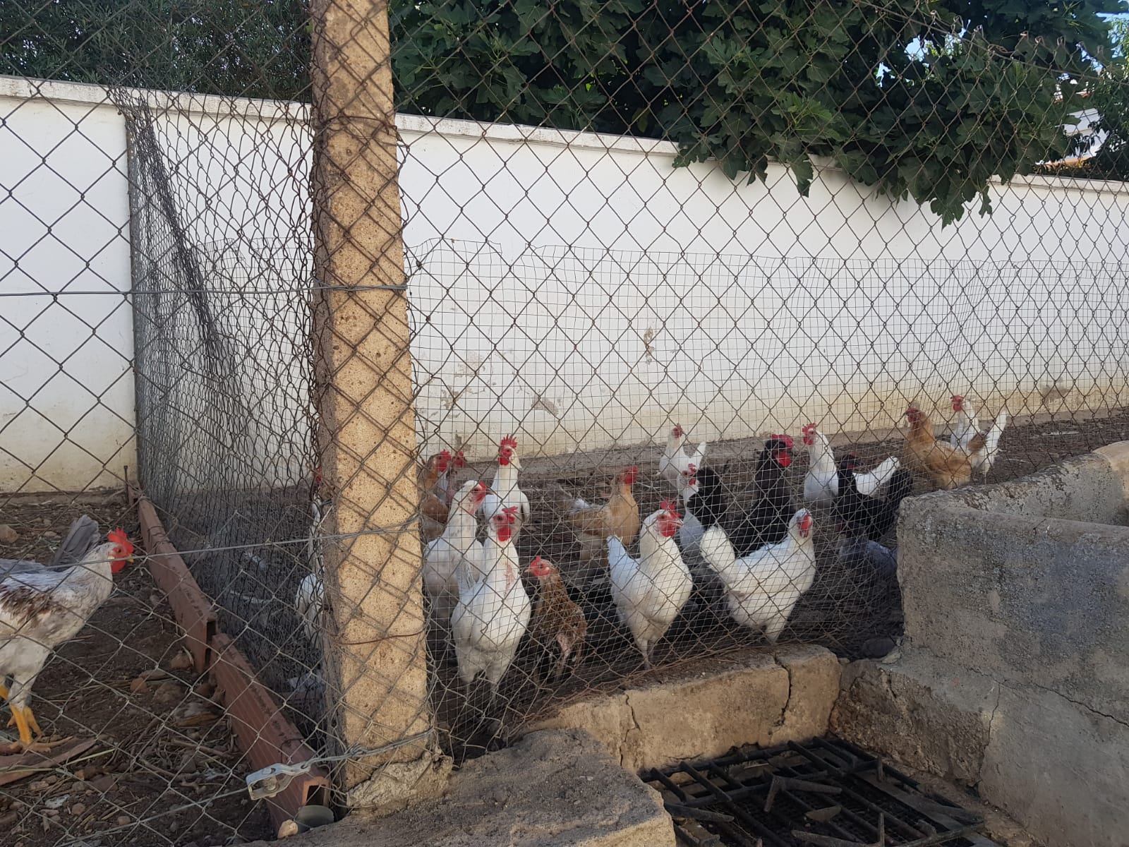No se podrán tener aves de corral en viviendas del casco urbano