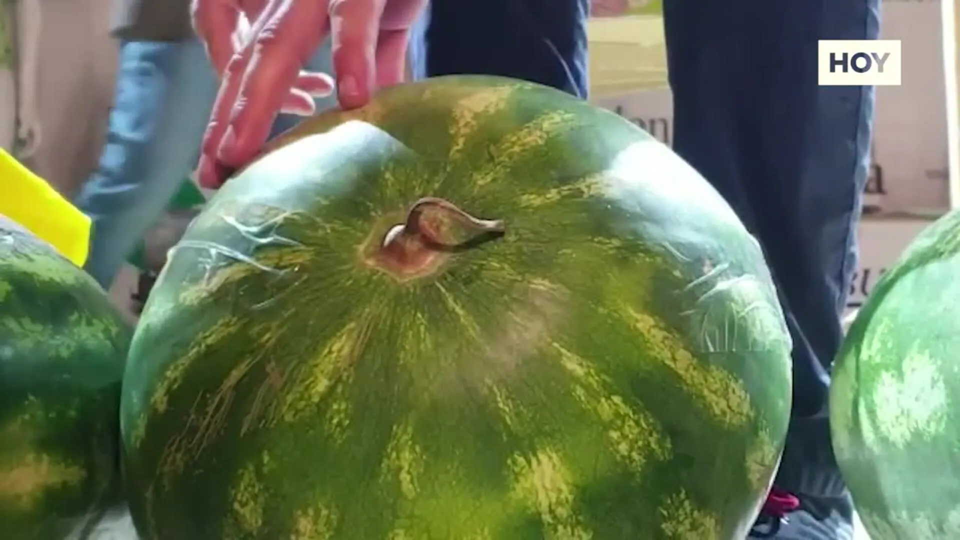 Una sandía de 23,2 kilos y un melón de 20,5 ganan el concurso de San Bartolo