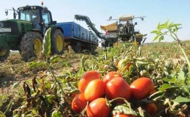 Agryga insiste a los agricultores en no firmar el precio del tomate por debajo de 166 euros la tonelada