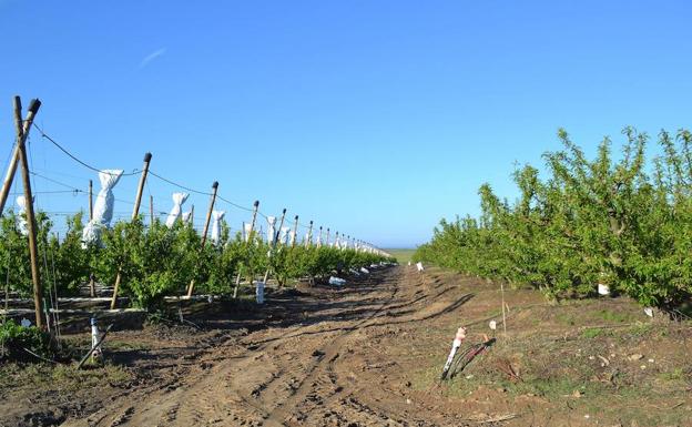 Desarrollo Rural adjudica las obras del regadío por valor de 1.809.978 euros