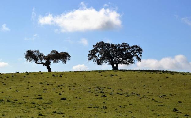 ADERCO repartirá 1 millón de euros en ayudas para los empresarios de la Comarca de Olivenza