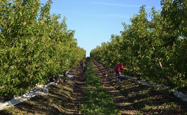 Los vecinos recibirán más de un millón doscientos mil euros en las acciones de los campos