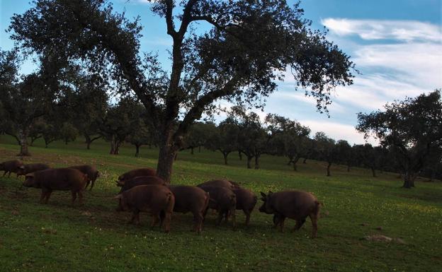 La oficina veterinaria de la localidad permanecerá cerrada durante el Estado de Alarma