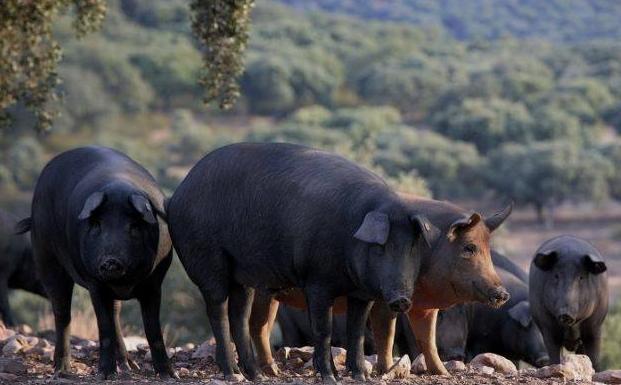 733.000 cerdos de bellota fueron sacrificados en la montanera 2019/2020