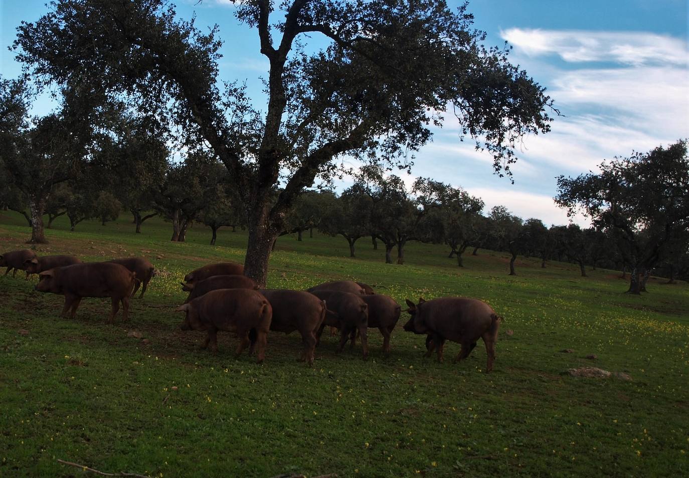 La Consejería de Agricultura pide la identificación de parcelas de engorde de cerdos ibéricos con denominación 'de bellota'
