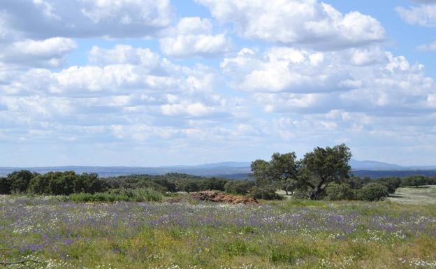 La Junta de Extremadura adelanta 6 millones de las ayudas para regenerar terrenos adehesados