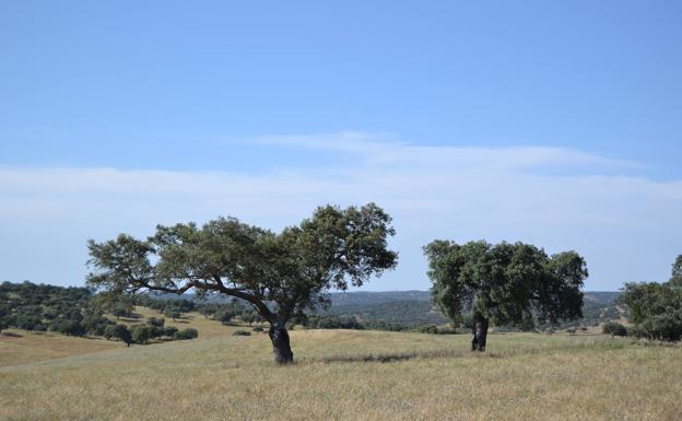 Publicadas las ayudas a explotaciones agrarias afectadas por la sequía para obtener avales de SAECA
