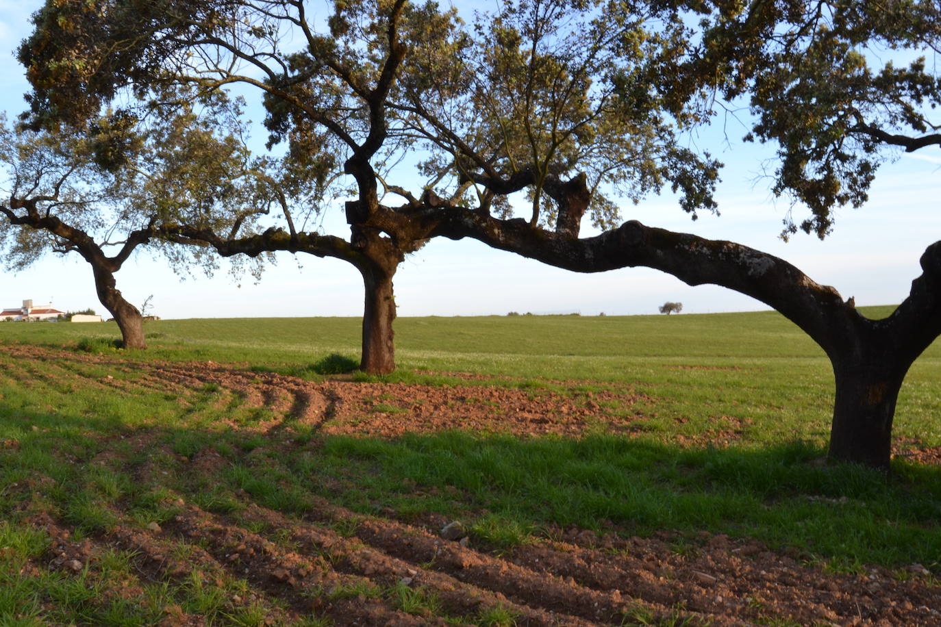 Los jóvenes agricultores podrán consultar sus ayudas en la plataforma 'Laboreo'
