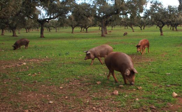Agricultura pondrá en marcha medidas de apoyo al porcino y al vacuno de lidia