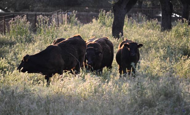 Agricultura convoca subvenciones para fomentar la cría de razas autóctonas en Extremadura