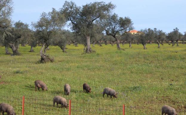 El CENSYRA subastará 56 ejemplares de ganado porcino raza duroc