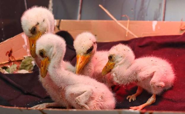 La Consejería para la Transición Ecológica habilita un teléfono gratuito para solicitar la recogida de fauna silvestre herida