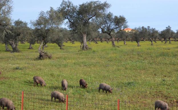 El sector agrario recibirá 18 millones de euros en un paquete de ayudas adaptadas a la realidad del campo extremeño