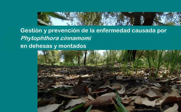 CICYTEX y el centro de investigación luso INIAV editan un manual con medidas para el control de la Seca