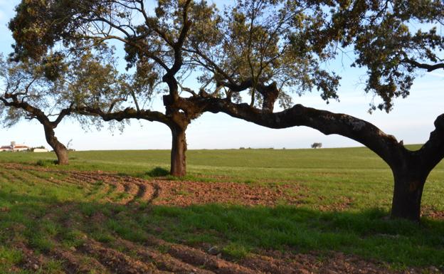 Los regímenes de calidad de productos agroalimentarios de la región tendrán más de 600.000 euros en ayudas