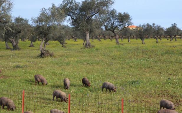 Abierto el plan de participación en las subvenciones estatales del porcino