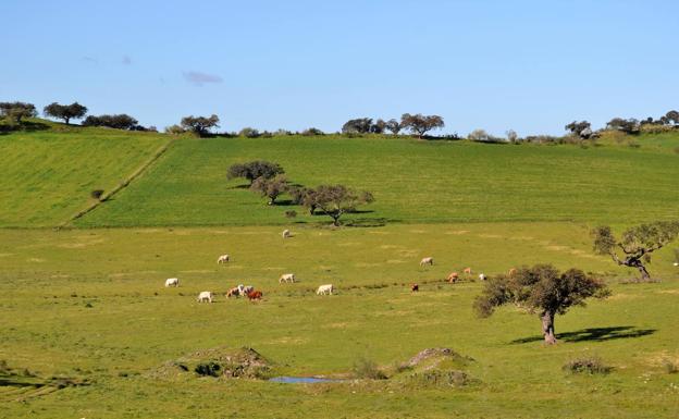 Agricultura publicita las resoluciones de ayudas de explotaciones de ovino, caprino y vacuno