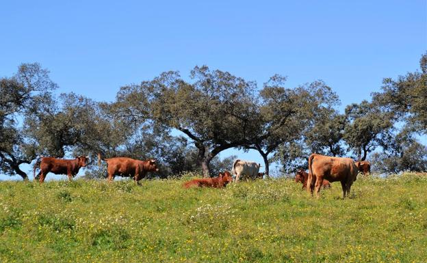 Agricultura publica la convocatoria de las ayudas para explotaciones agroganaderas afectadas por COVID