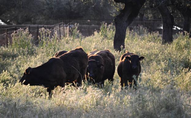 Concedida la protección nacional transitoria como IGP a la marca 'Vaca de Extremadura'