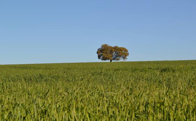 Publicadas las resoluciones provisionales de ayudas para agricultura ecológica y compromisos agroambientales