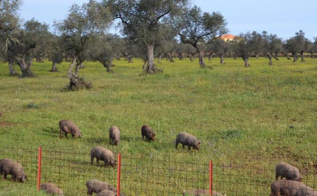 Prorrogado hasta el 31 de octubre el plazo para presentar el plan de participación de las subvenciones al porcino ibérico