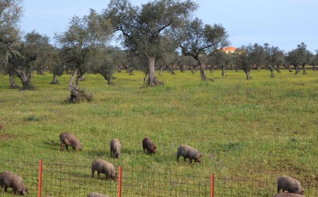 El CENSYRA subastará ejemplares de ganado porcino raza duroc