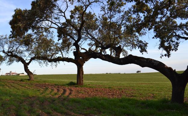 La Junta de Extremadura abona el 70% del anticipo de pago básico